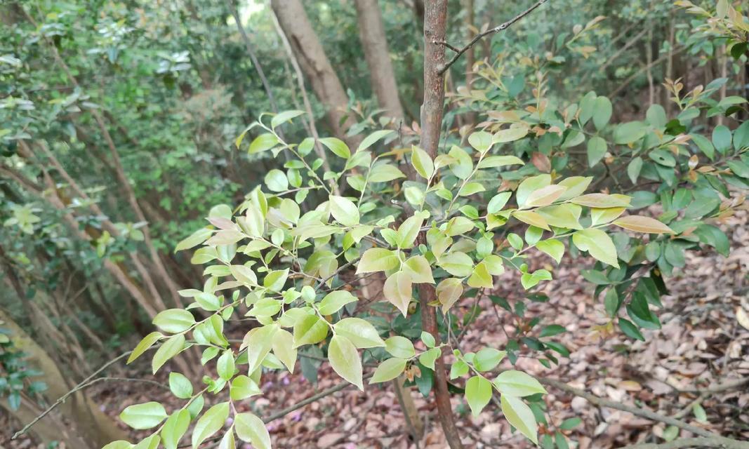 乌饭树盆景栽培的关键是什么？如何进行日常管理？