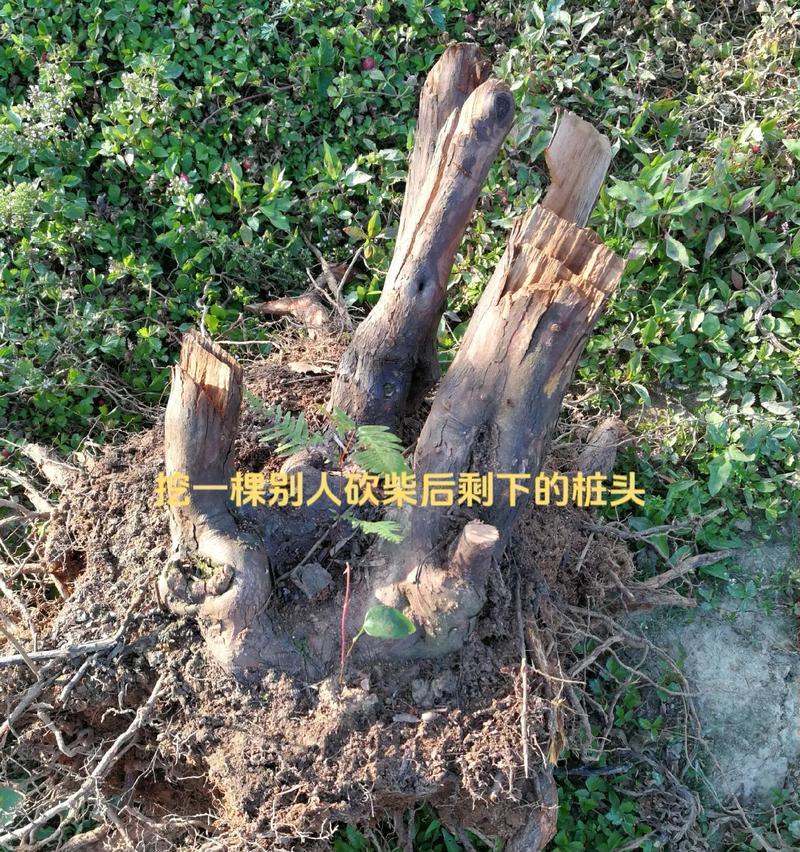 乌饭树盆景栽培的关键是什么？如何进行日常管理？