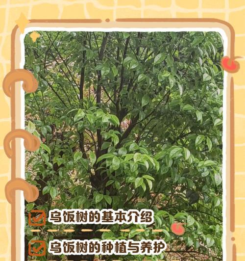 乌饭树盆景栽培的关键是什么？如何进行日常管理？