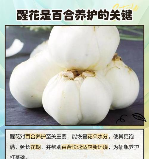 百合切花的正确方法是什么？如何切百合花？
