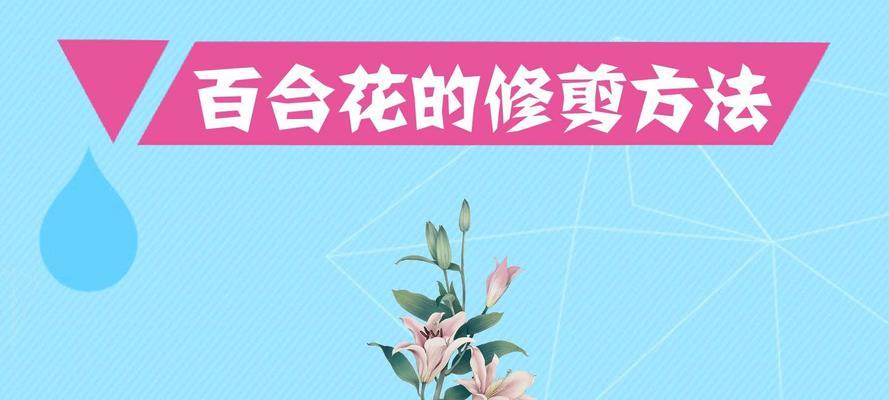 百合切花的正确方法是什么？如何切百合花？