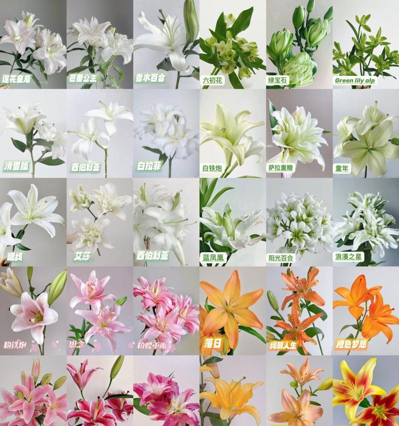 百合切花的正确方法是什么？如何切百合花？