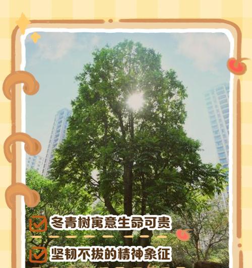 冬青树的养护技巧和常见问题解答？