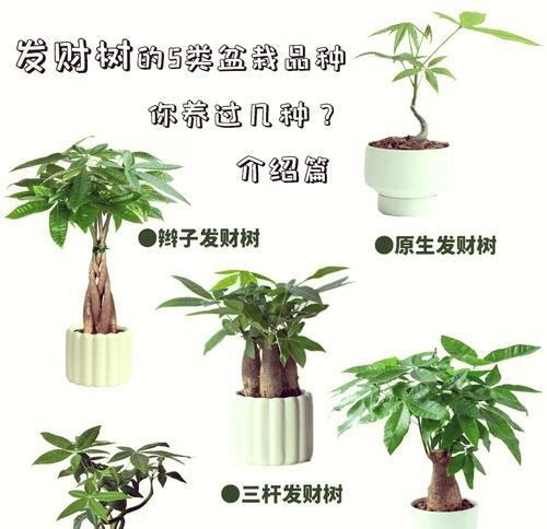 发财树编辫子的步骤和技巧是什么？