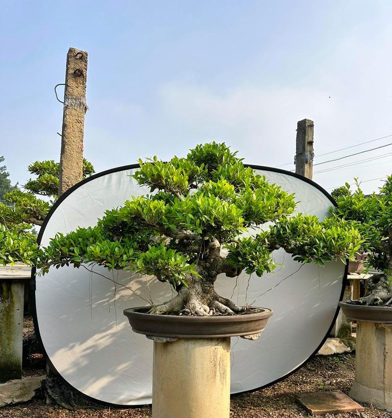 榕树盆景制作的技巧有哪些？如何制作出精美的榕树盆景？