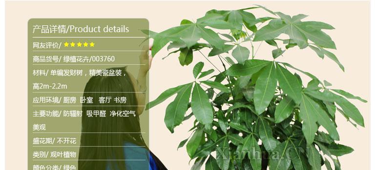 发财树花语解读：它代表什么意思？