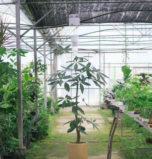 发财树花语解读：它代表什么意思？