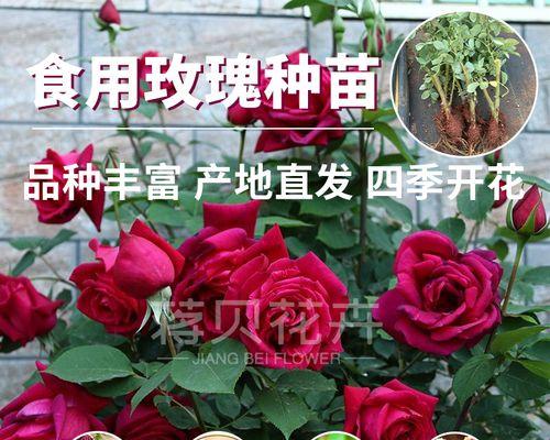 云南玫瑰有哪些品种？云南玫瑰品种的特点与选择方法是什么？