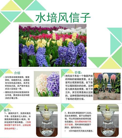 风信子培育的正确方法是什么？