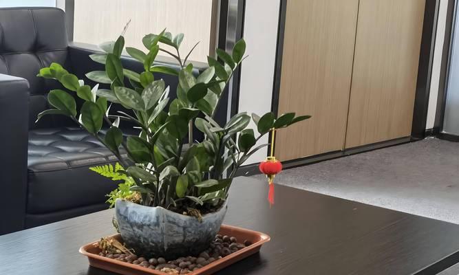 办公室植物养护技巧有哪些？怎样才能养好办公室植物？