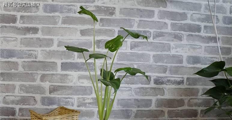 办公室植物养护技巧有哪些？怎样才能养好办公室植物？