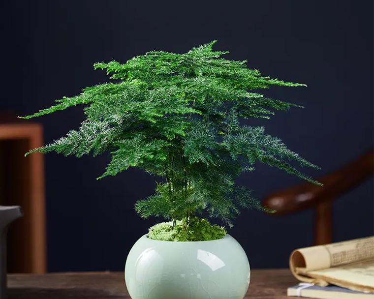 办公室植物养护技巧有哪些？怎样才能养好办公室植物？