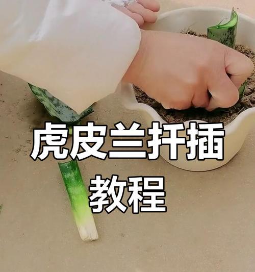 虎皮兰繁殖的正确步骤是什么？