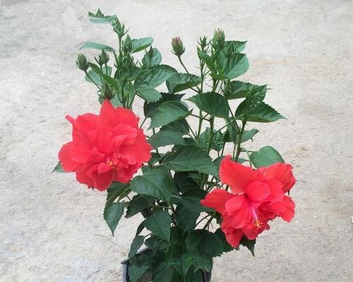 盆栽红色的花有哪些？哪些红色花卉适合室内种植？