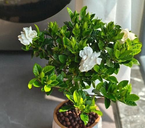 栀子花何时开始长出花苞？