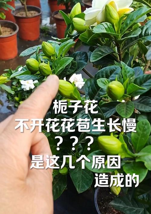 栀子花何时开始长出花苞？