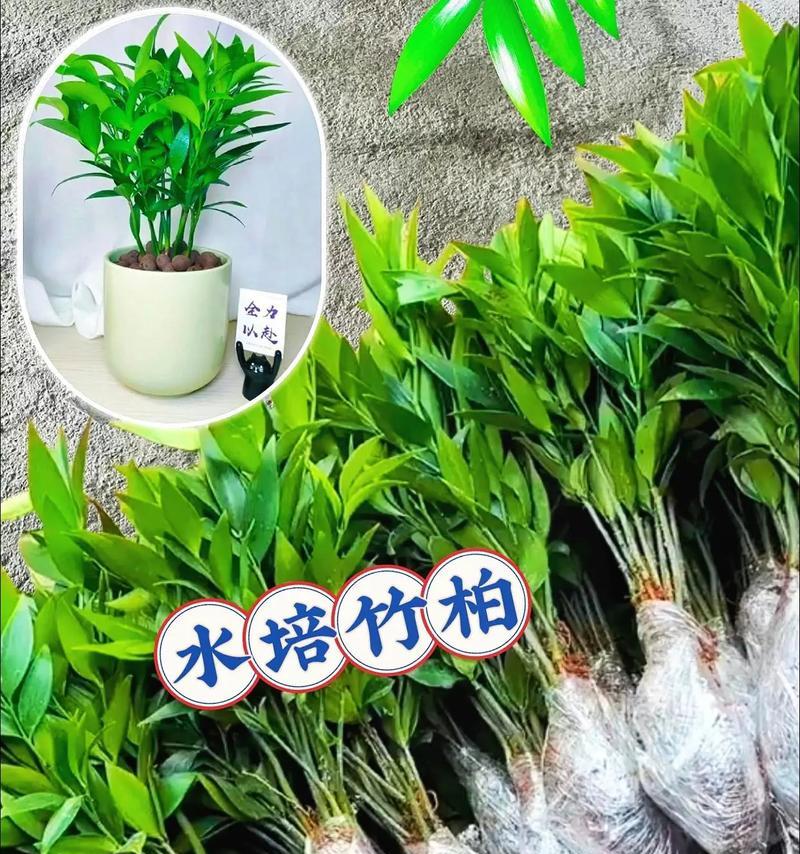 哪些植物适合水培种植？水培植物的养护技巧是什么？
