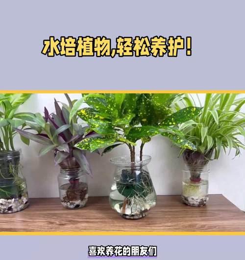 哪些植物适合水培种植？水培植物的养护技巧是什么？