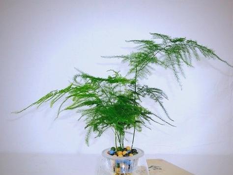 哪些植物适合水培种植？水培植物的养护技巧是什么？