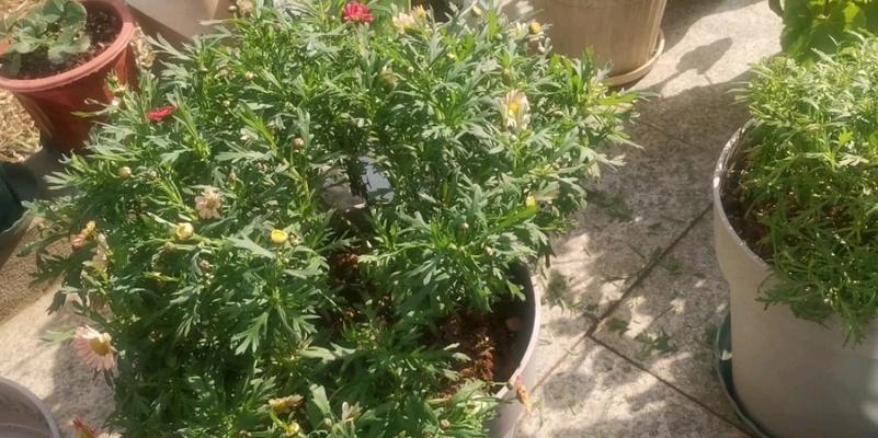 玛格丽特怎么打顶？玛格丽特打顶的最佳时机和方法是什么？