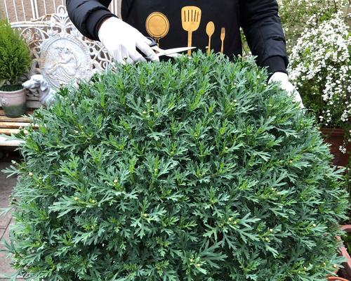 玛格丽特怎么打顶？玛格丽特打顶的最佳时机和方法是什么？