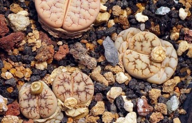 生石花皱缩问题的解决方法有哪些？