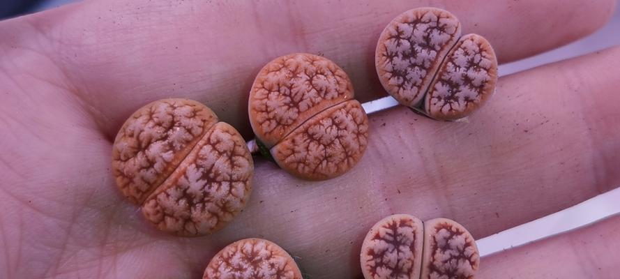 生石花皱缩问题的解决方法有哪些？