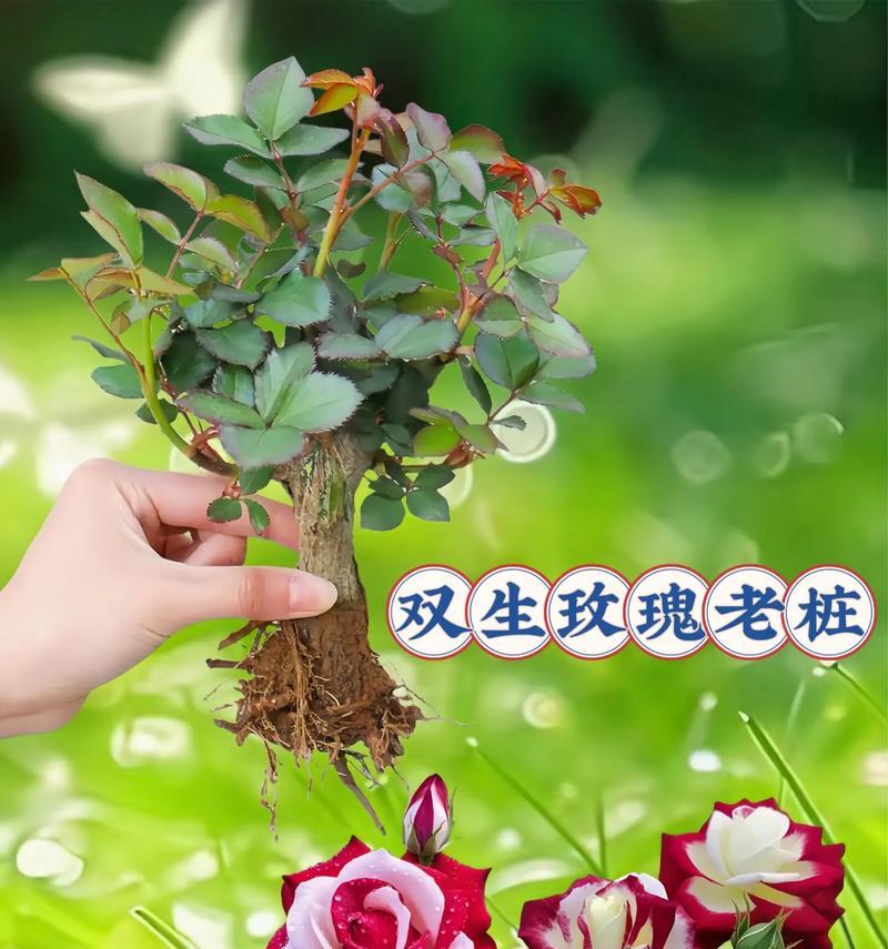 盆栽玫瑰花的正确方法是什么？