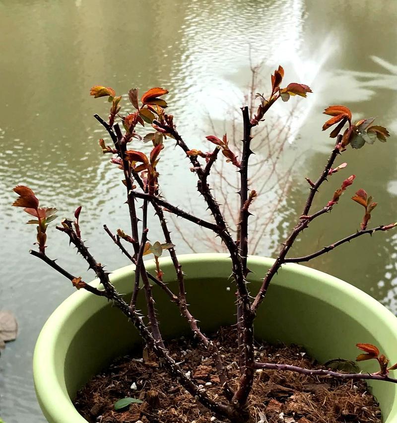 哪些月季品种容易爆盆？如何培育爆盆的月季花？