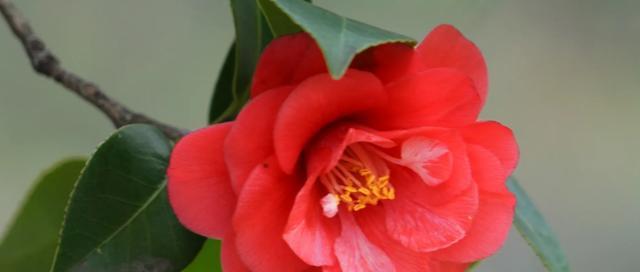 昆明市的市花是什么？昆明市花的文化意义是什么？
