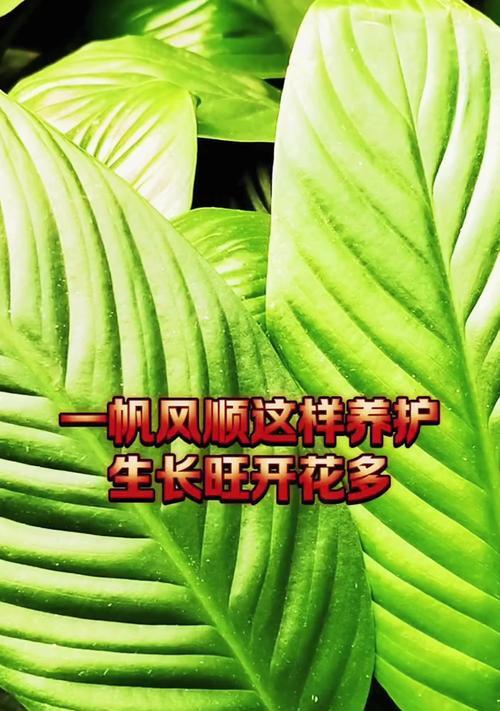 大叶一帆风顺的养殖方法是什么？需要注意什么？