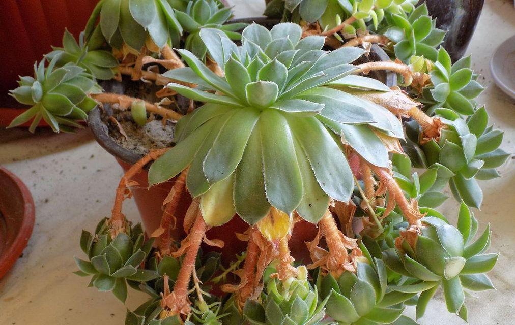 玉蝶多肉植物冬季养护要点？