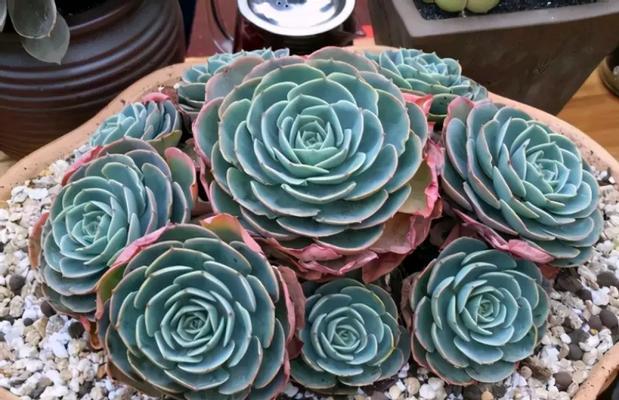 玉蝶多肉植物冬季养护要点？