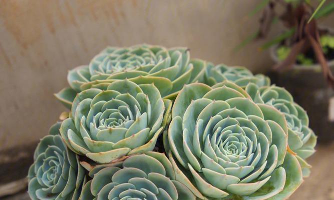 玉蝶多肉植物冬季养护要点？