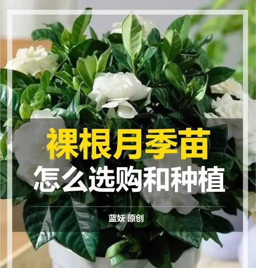 月季侧盆栽培技巧是什么？