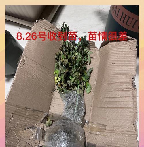 月季侧盆栽培技巧是什么？