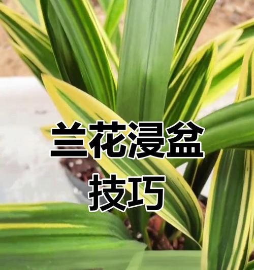 怎么浸盆？浸盆的正确方法和注意事项有哪些？