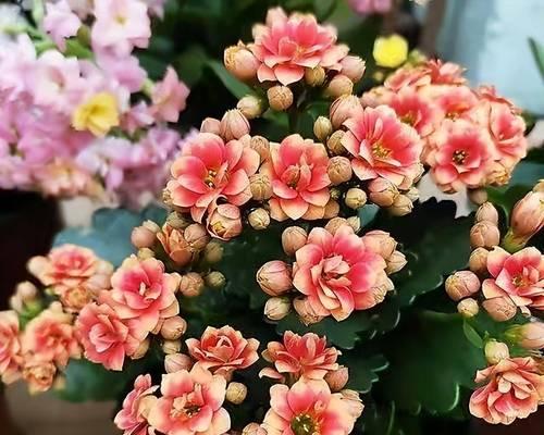 秋天适合养哪些花？秋季花卉养护的注意事项有哪些？