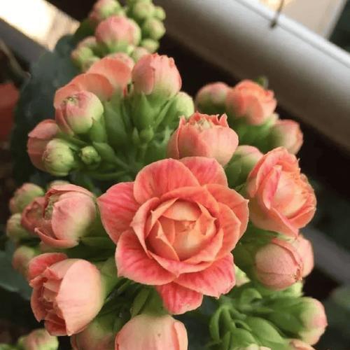 秋天适合养哪些花？秋季花卉养护的注意事项有哪些？