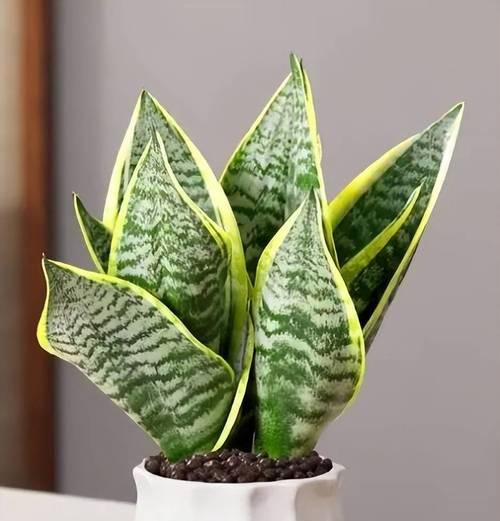 秋天适合养哪些花？秋季花卉养护的注意事项有哪些？