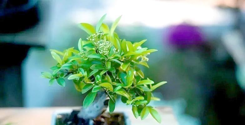 微型盆景的养护技巧和注意事项是什么？