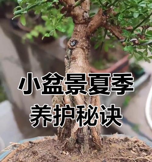 微型盆景的养护技巧和注意事项是什么？