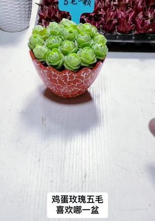 鸡蛋玫瑰的养殖方法是什么？如何养好鸡蛋玫瑰？