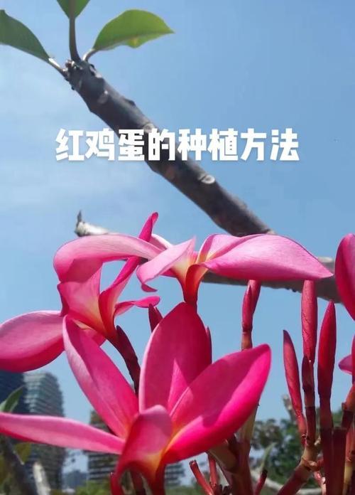 鸡蛋玫瑰的养殖方法是什么？如何养好鸡蛋玫瑰？