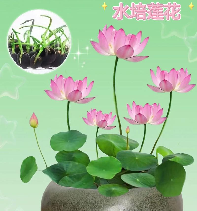 水培莲花的步骤和注意事项有哪些？
