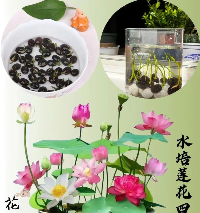 水培莲花的步骤和注意事项有哪些？