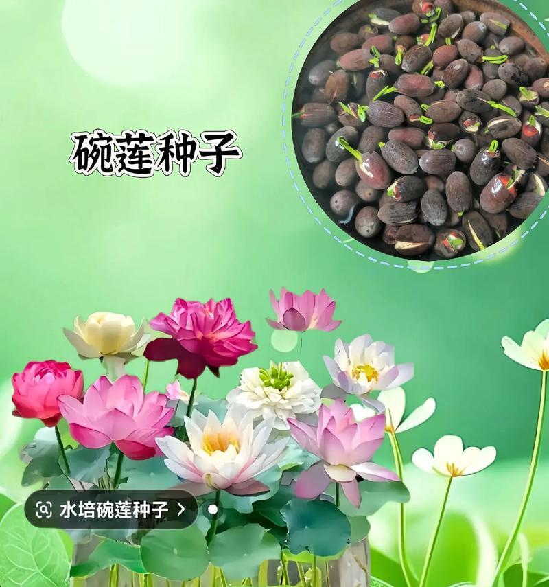 水培莲花的步骤和注意事项有哪些？