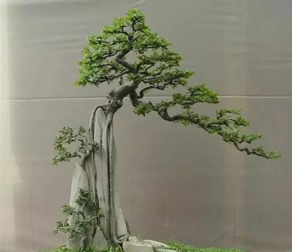 抱石盆景适合哪些植物？如何选择合适的植物？