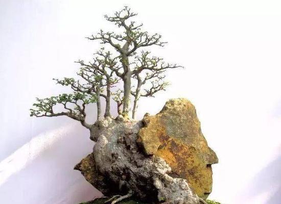 抱石盆景适合哪些植物？如何选择合适的植物？