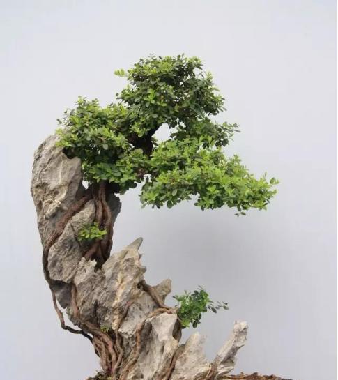 抱石盆景适合哪些植物？如何选择合适的植物？